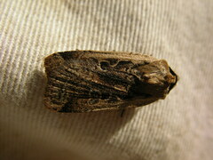 Parabagrotis formalis