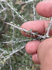 Condalia spathulata