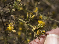 Gutierrezia sarothrae