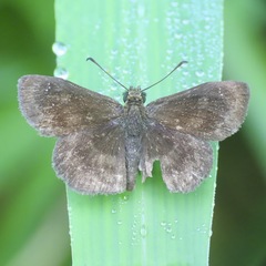 Carcharodini
