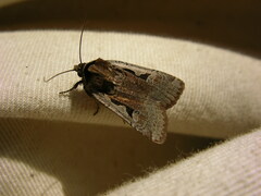 Parabagrotis formalis