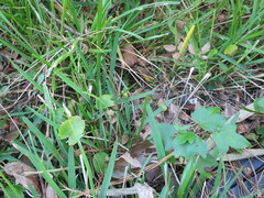 Hyla