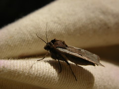 Parabagrotis formalis