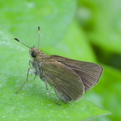 Hesperiinae