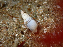 Pagurus granosimanus