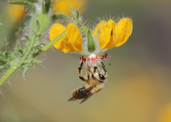 Cadeguala occidentalis