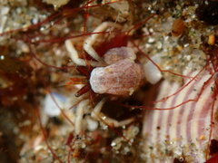 Pagurus granosimanus