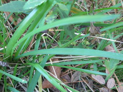 Hyla