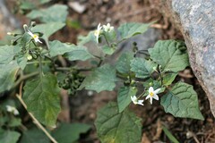 Solanum interius