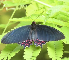 Parides photinus