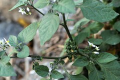 Solanum interius