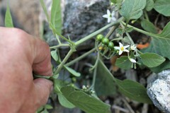 Solanum interius