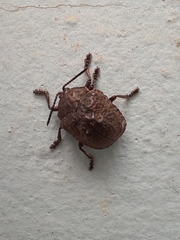Polychalca aerea