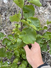 Cercis canadensis texensis