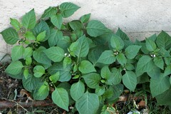Solanum interius