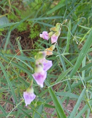 Lathyrus graminifolius