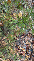 Pinus virginiana
