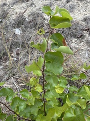 Cercis canadensis texensis