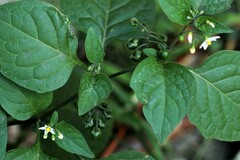 Solanum interius