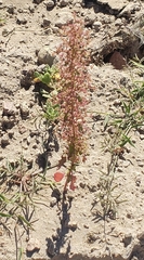 Dysphania graveolens