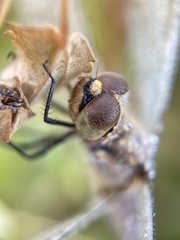 Sympetrum frequens