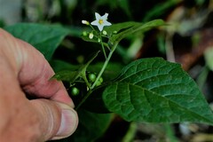 Solanum interius