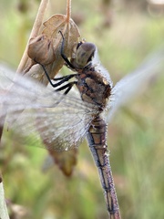 Sympetrum frequens