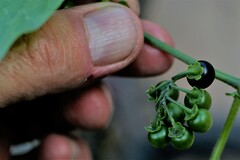 Solanum interius