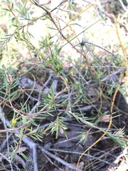 Darwinia biflora