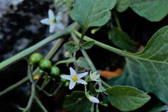 Solanum interius