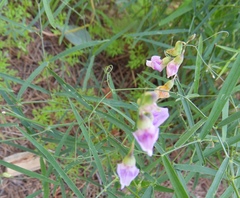 Lathyrus graminifolius
