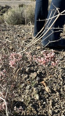 Eriogonum plumatella