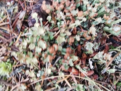 Cladonia gracilis