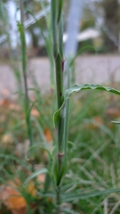 Tragopogon orientalis