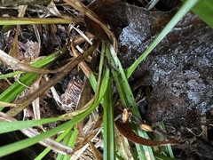Carex hendersonii