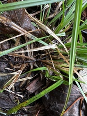 Carex hendersonii