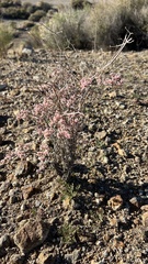 Eriogonum plumatella