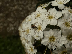 Anthrenus verbasci