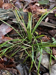 Carex hendersonii
