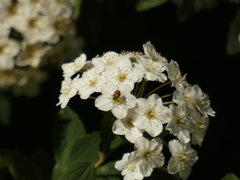 Anthrenus verbasci