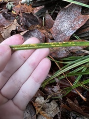 Carex hendersonii