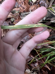 Carex hendersonii