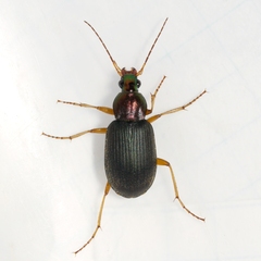 Chlaenius tricolor
