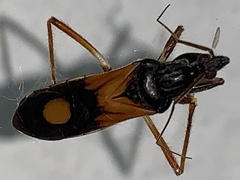 Rasahus biguttatus