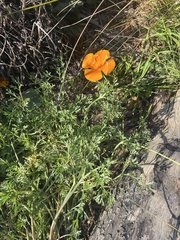 Eschscholzia