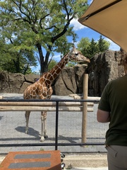Giraffa