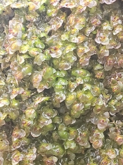 Scapania undulata
