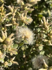 Baccharis pilularis