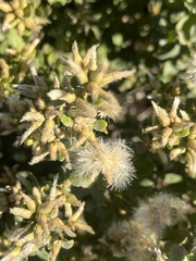 Baccharis pilularis