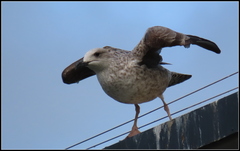 Larus michahellis